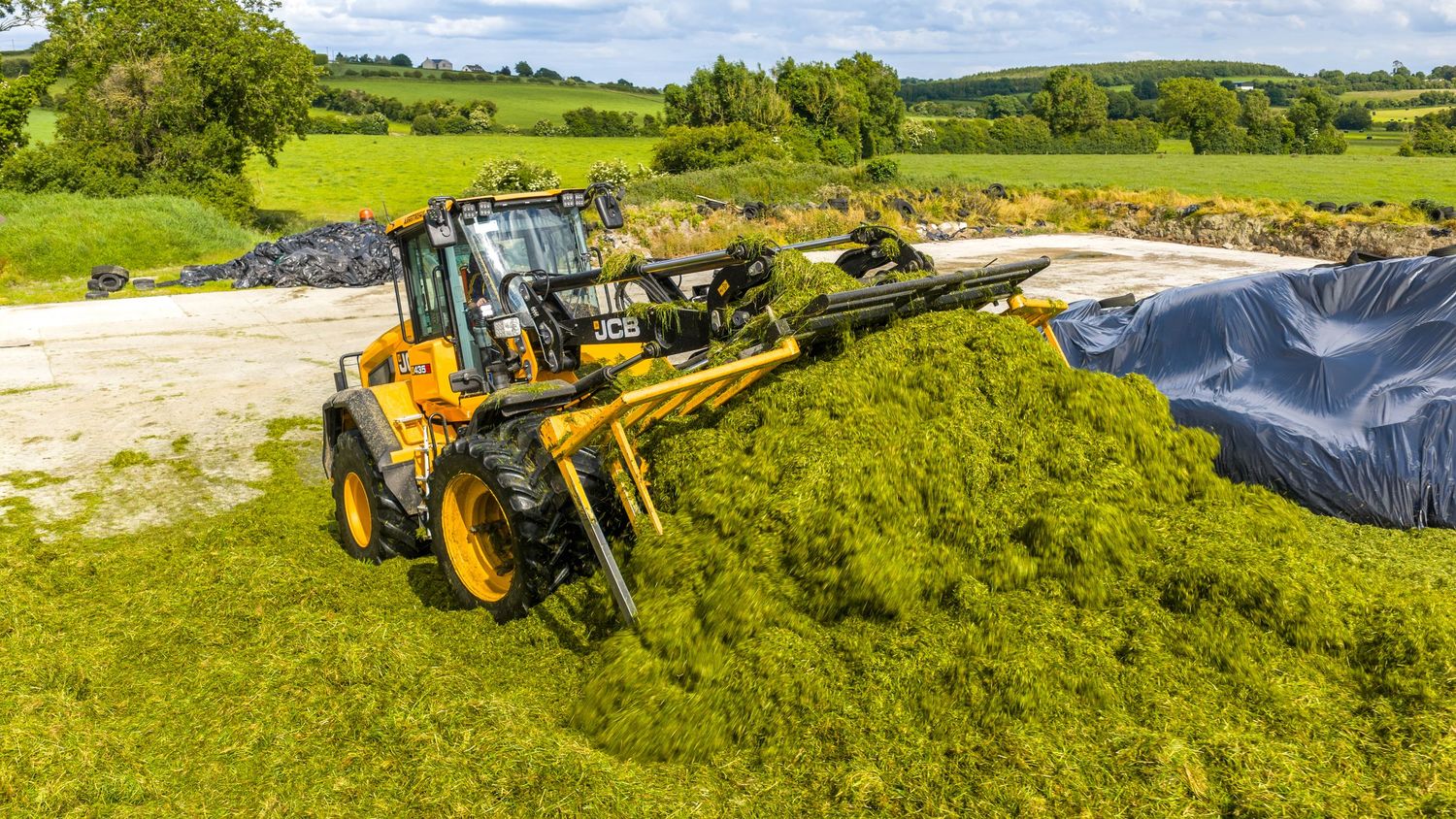 Yellow JCB telehandler spreading green silage on a farm clamp in a rural countryside setting.