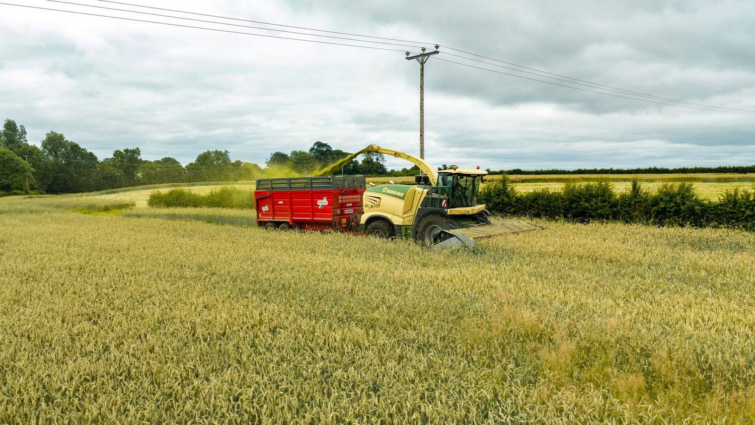 Yellow harvester and red trailer working in a green grain field under cloudy skies in rural countryside.