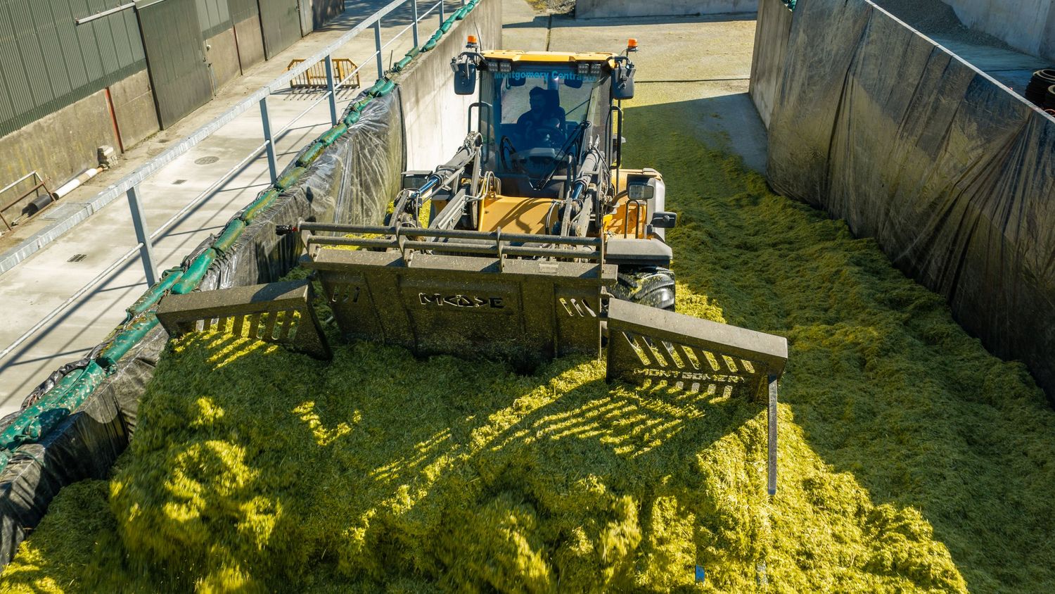 Tractor compacting yellow silage corn in an agricultural bunker silo for livestock feed storage.