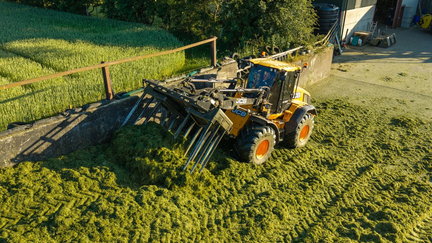 Yellow front loader tractor compacting green silage on a farm during harvest season.
