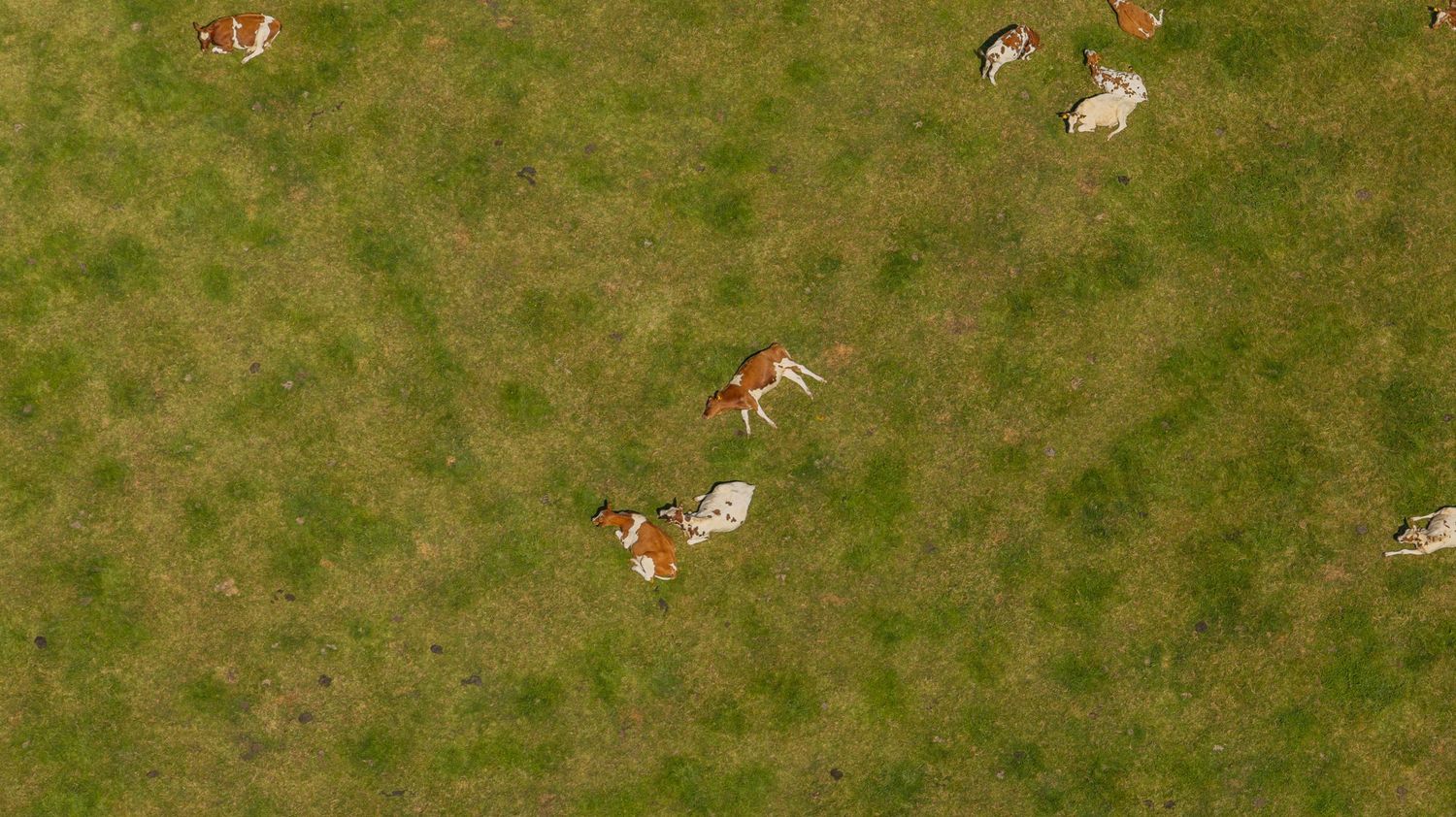 Aerial view of a herd of brown and white cattle grazing on a lush green grass field.