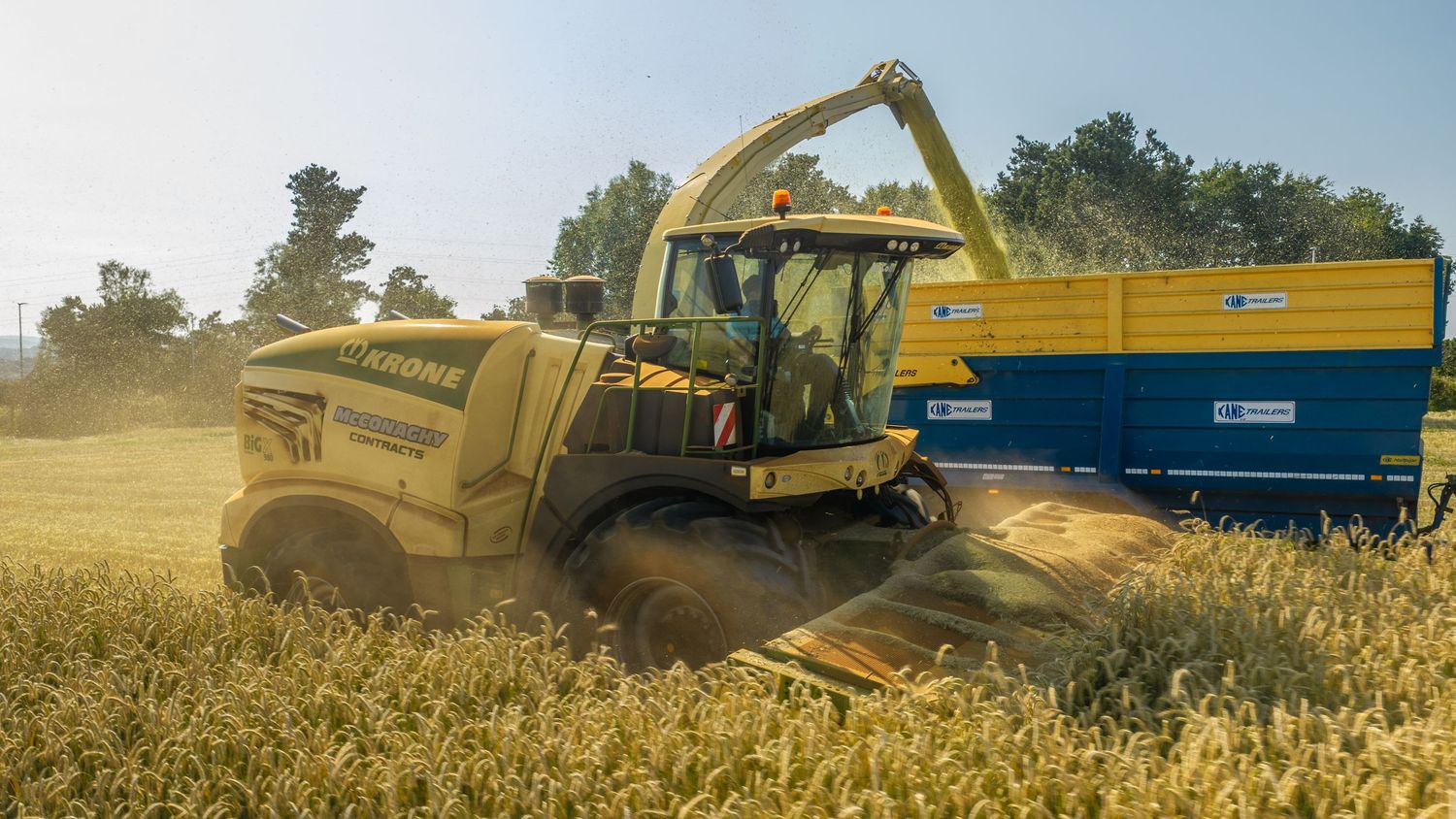 Yellow New Holland forage harvester cutting crops in a golden field on a sunny day.