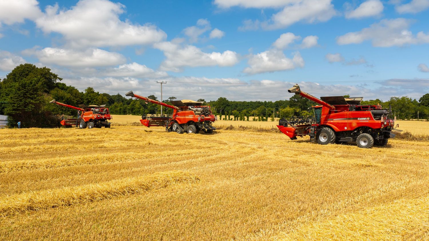 Three red combine harvesters harvesting golden wheat in a vast farm field under a bright blue sky with fluffy clouds.