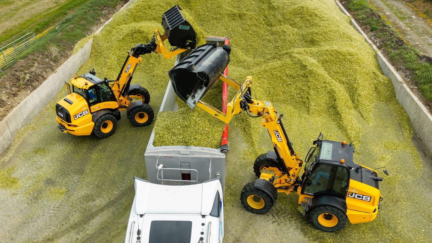 Two yellow JCB telehandlers loading green silage into a trailer on a farm.