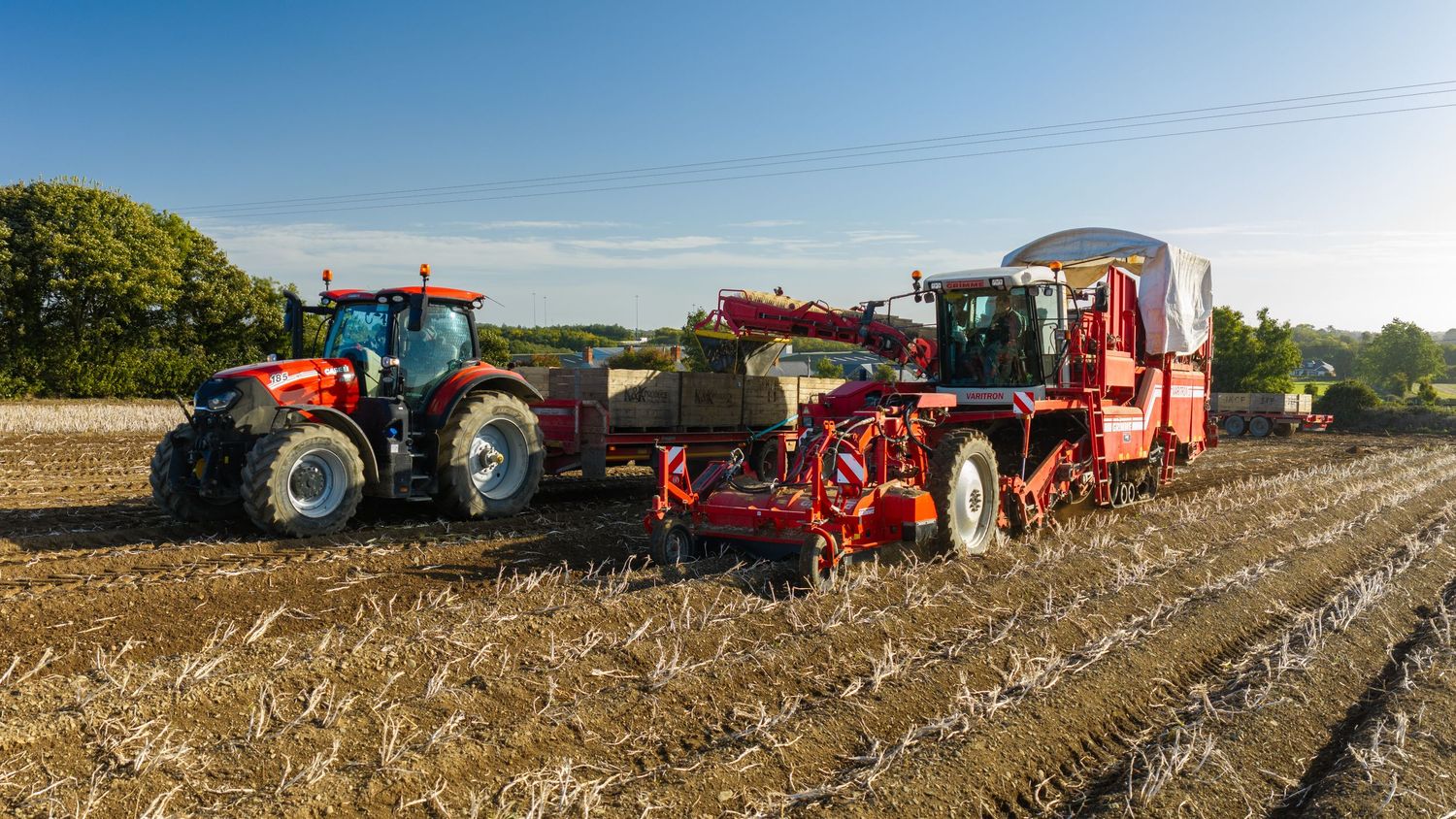 Red tractors harvesting crops in a sunny field with agricultural machinery during harvest season.
