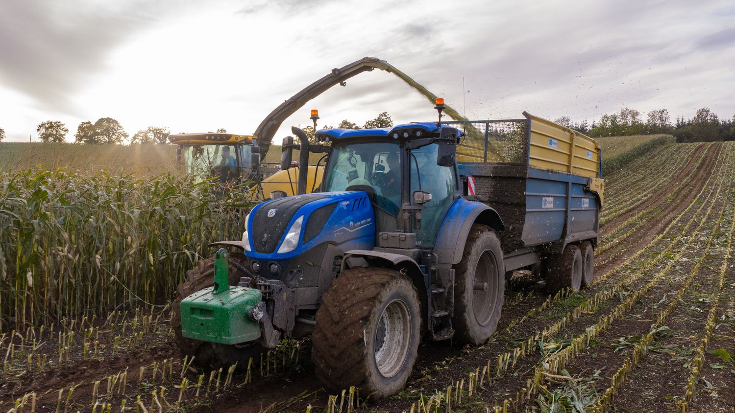Blue New Holland tractor harvesting corn crops in a field, pulling a green trailer filled with silage.