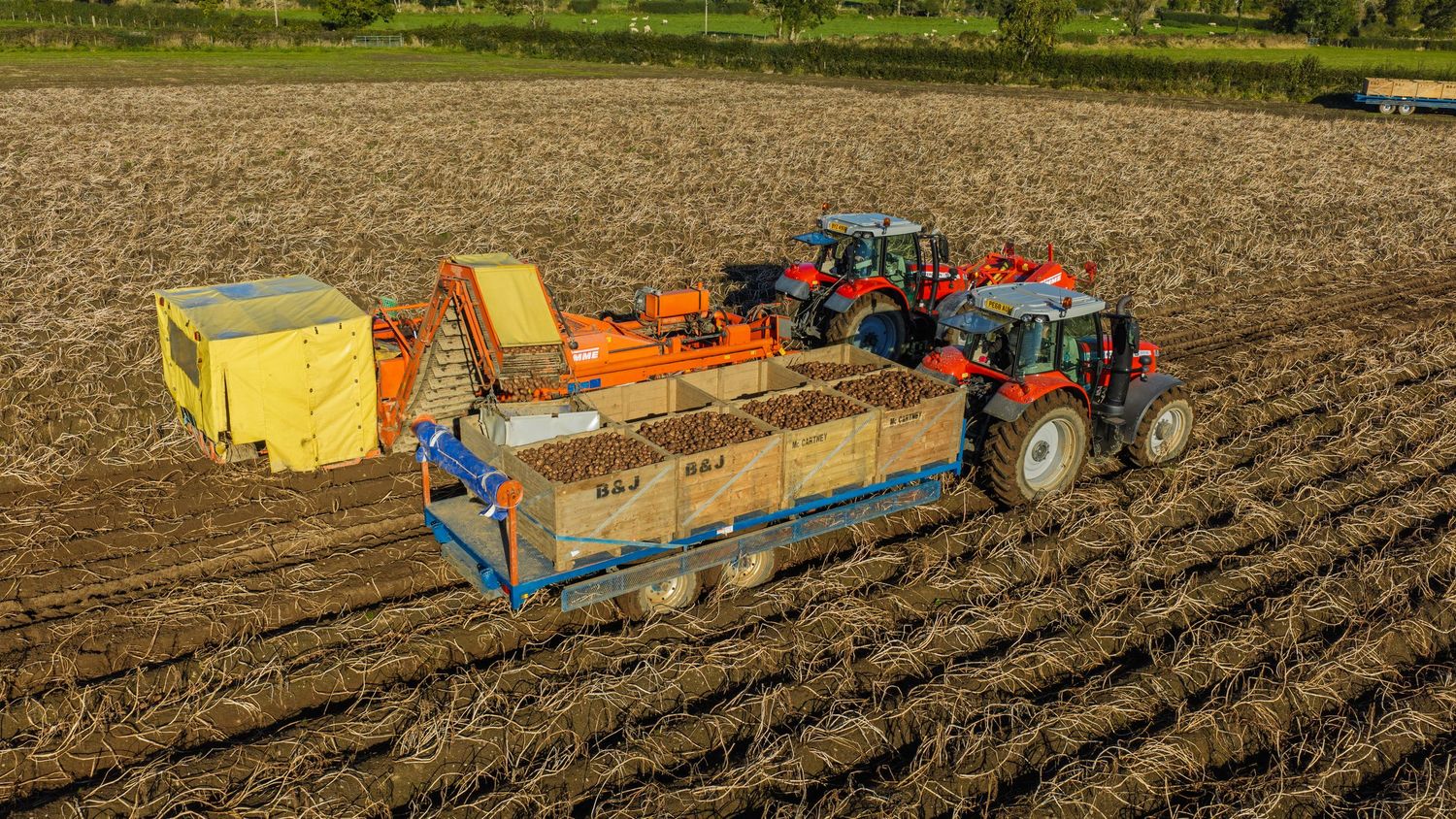 Aerial view of two red tractors and a yellow potato harvester working a plowed field while loading crates onto a trailer during harvest.