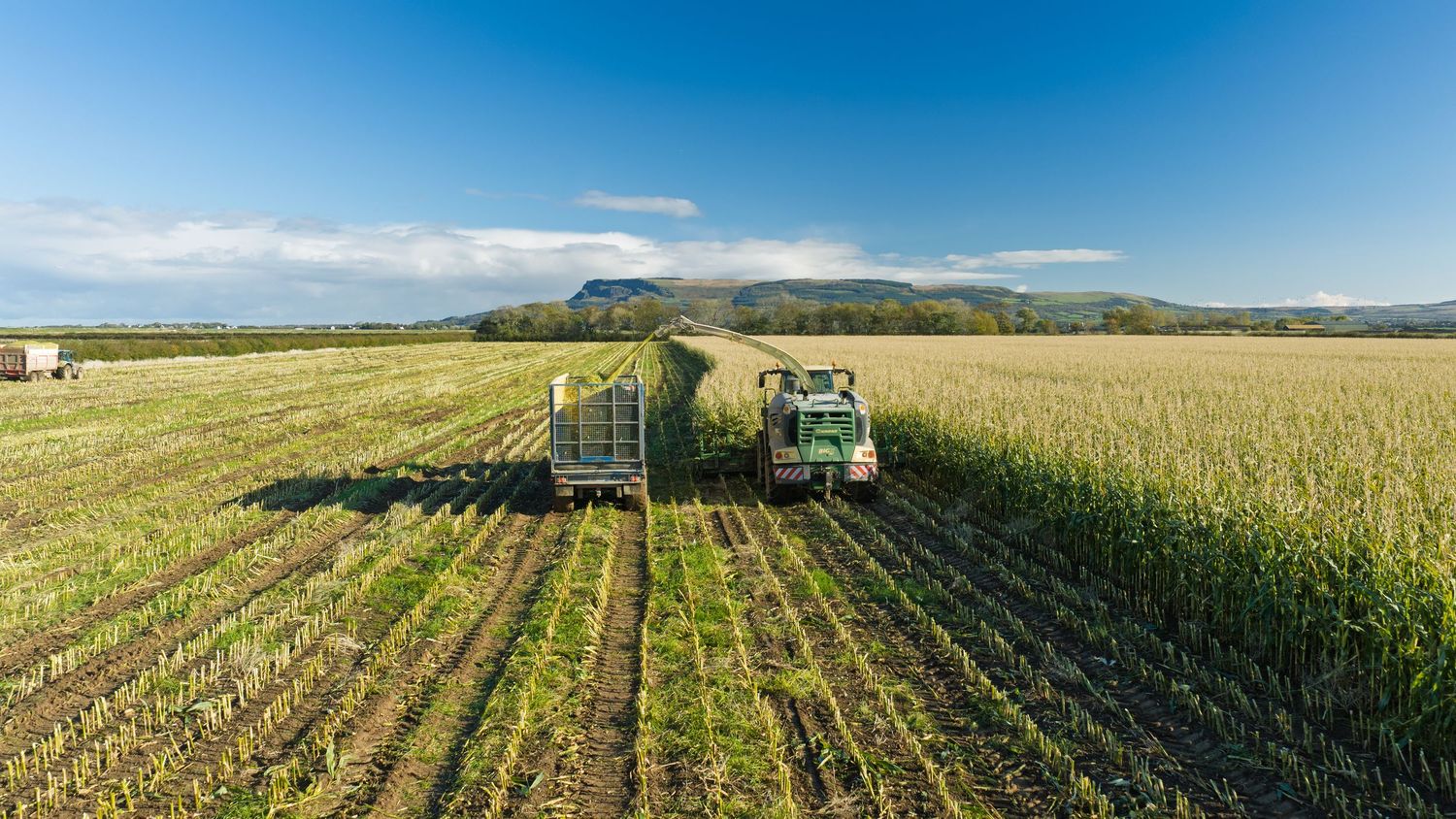 Green forage harvester and trailer harvesting a cornfield on a sunny day with rolling hills and blue sky in the background.