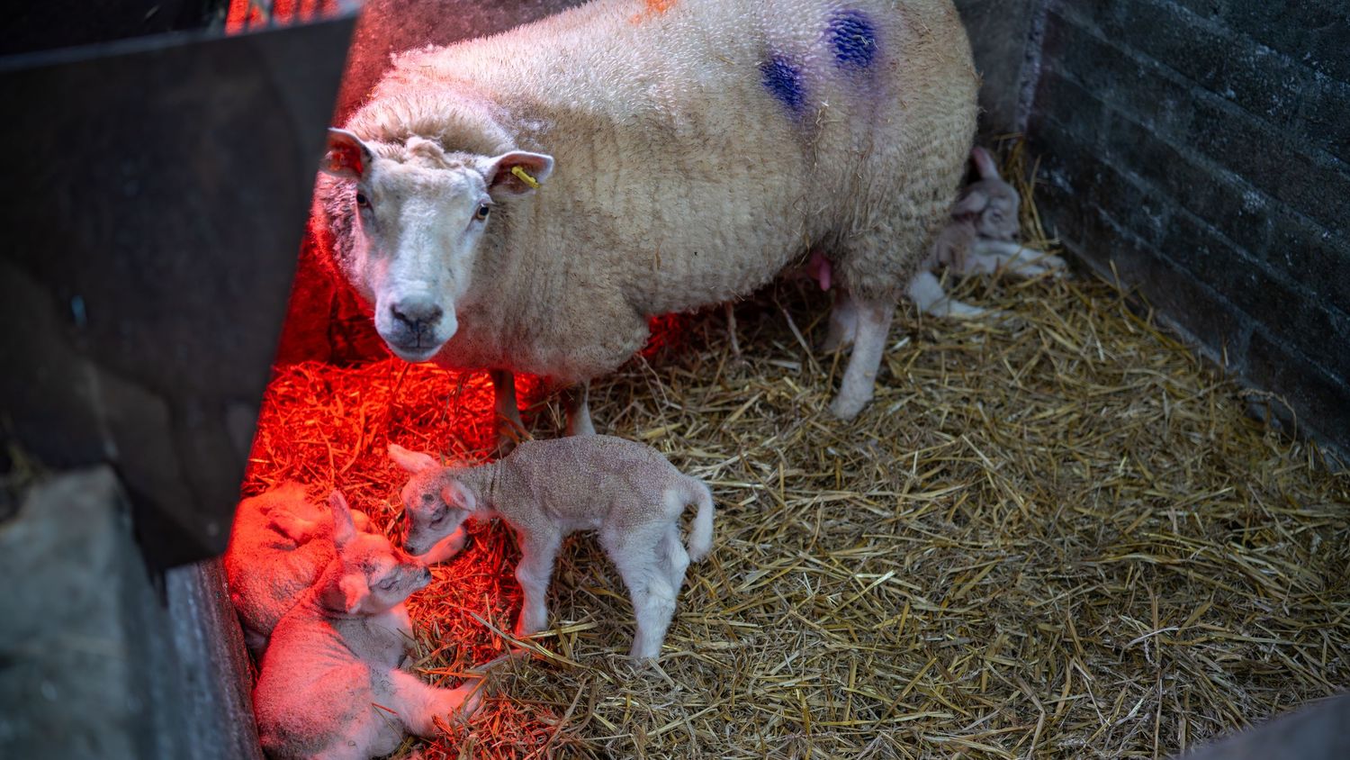 A group of adorable baby goats play and frolic together in a barn with straw bedding.