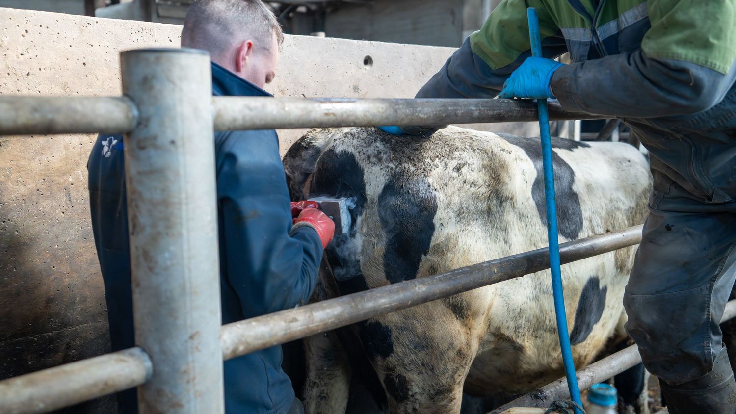 Freeze braning dairy cattle