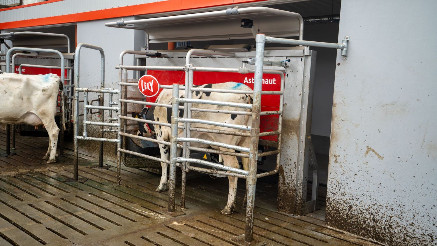 Dairy Cow at the robot getting milked