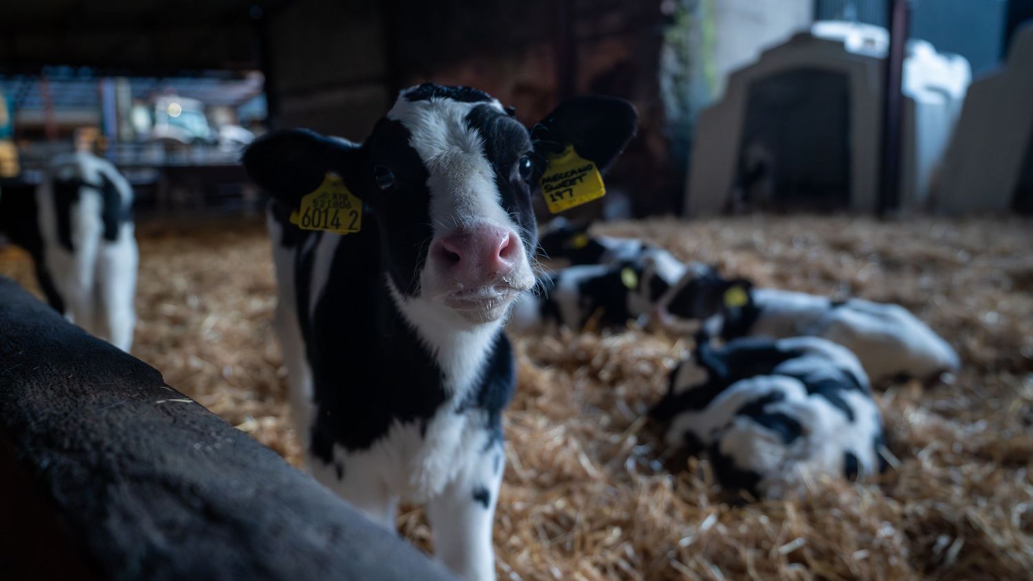 A black and white dairy calf looks curiously at the camera while standing in a barn with straw bedding.