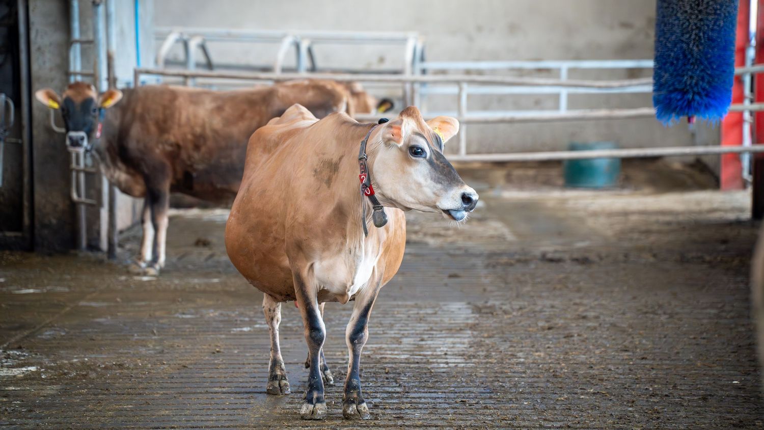 Brown dairy cow standing in a barn with automated brushing equipment and metal gates visible in the background.
