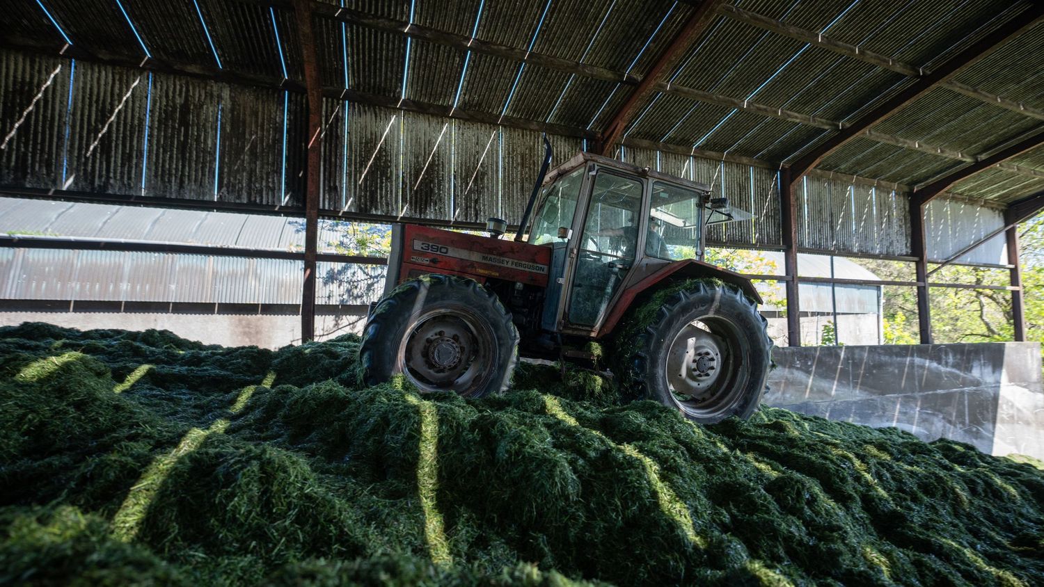 Red Massey Ferguson tractor compacting fresh green silage inside a large agricultural storage barn.