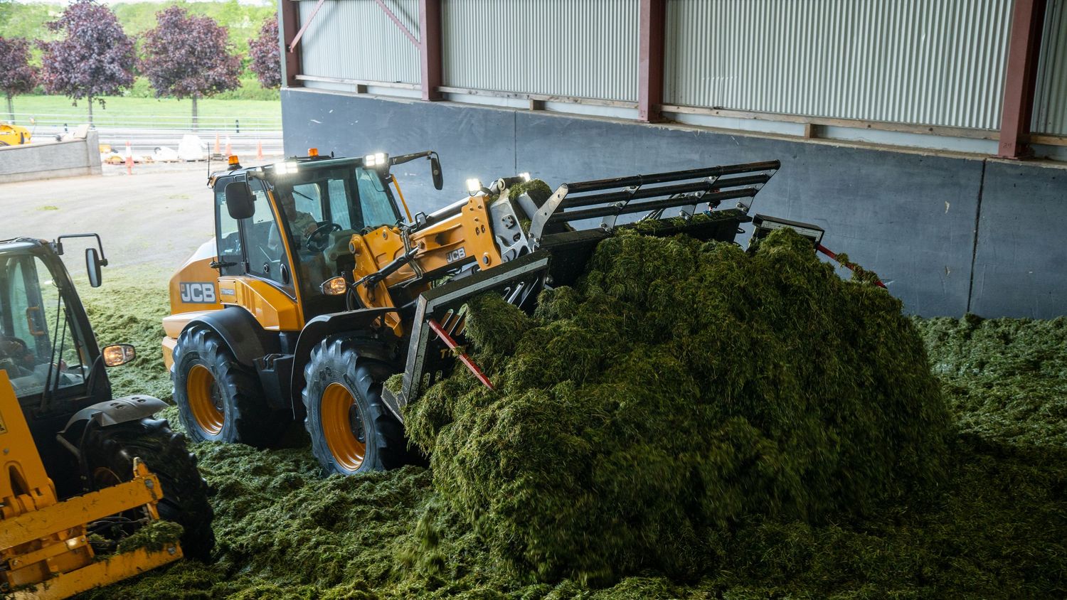 Yellow front loader tractor compacting green silage in an agricultural storage barn during harvest season.