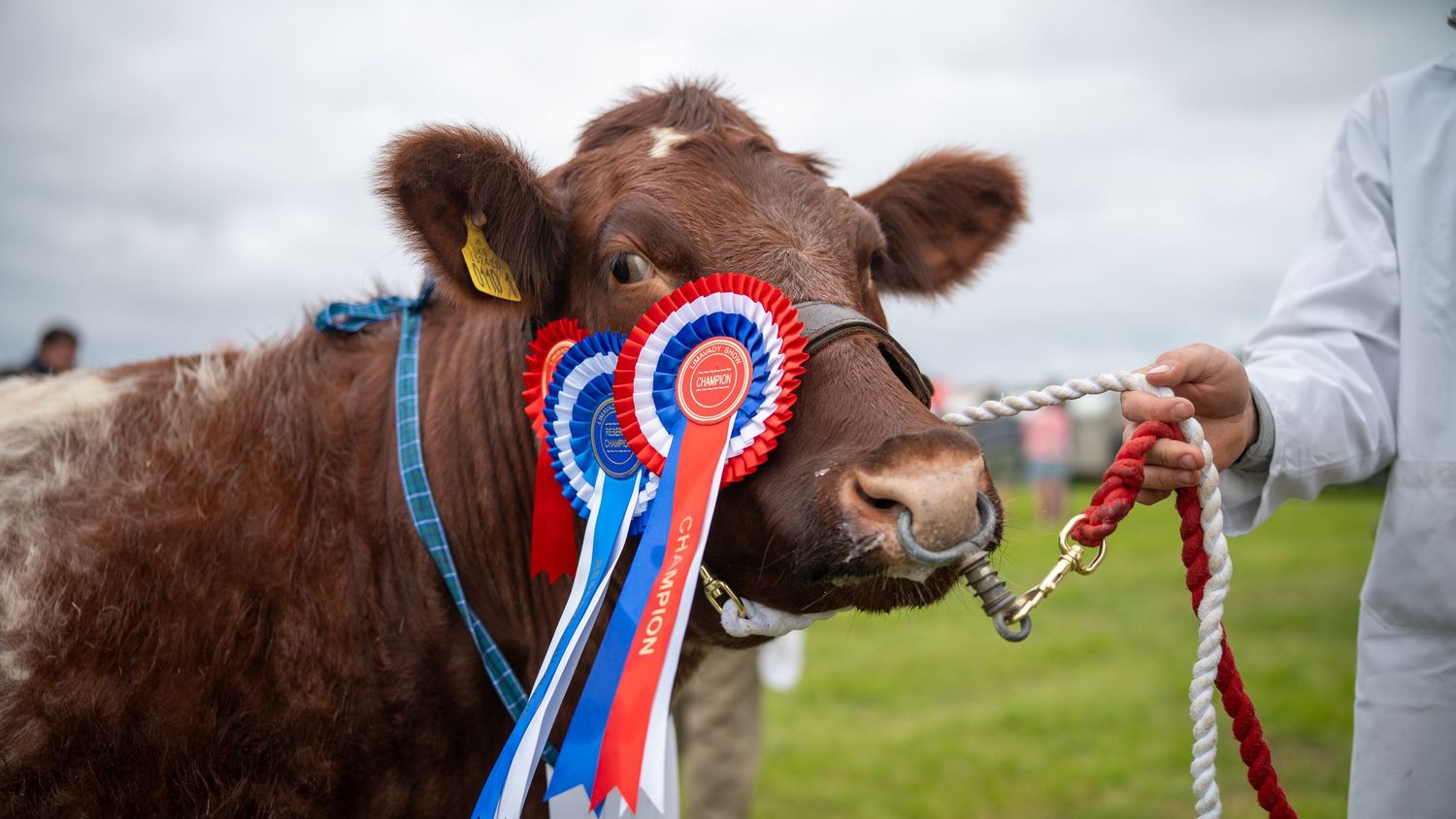 Award-winning brown cow wearing red, white and blue rosette at a livestock show, held by handler with rope.