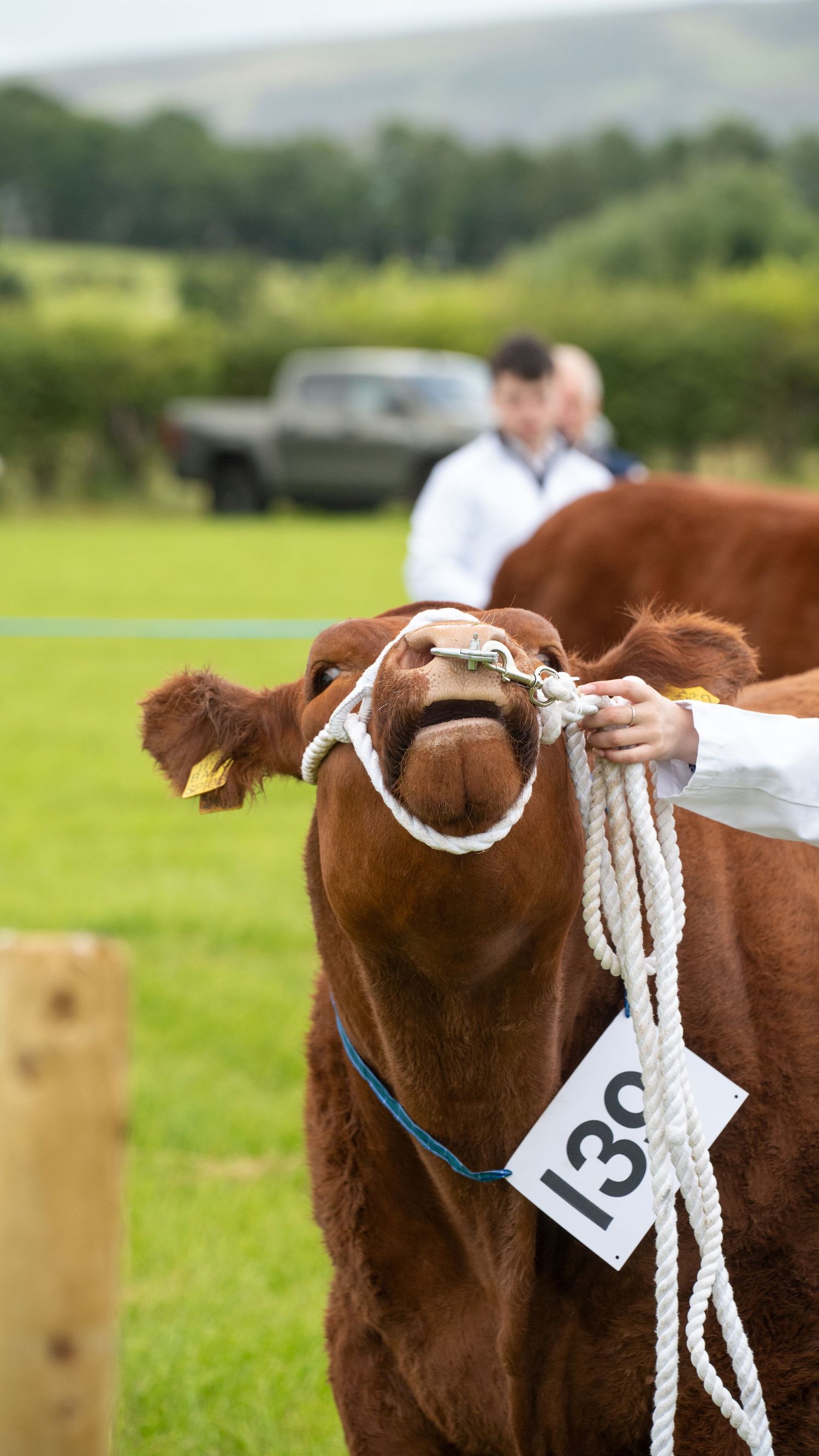 Brown cow with number 139 tag on lead rope at agricultural show, handler in white coat visible behind.