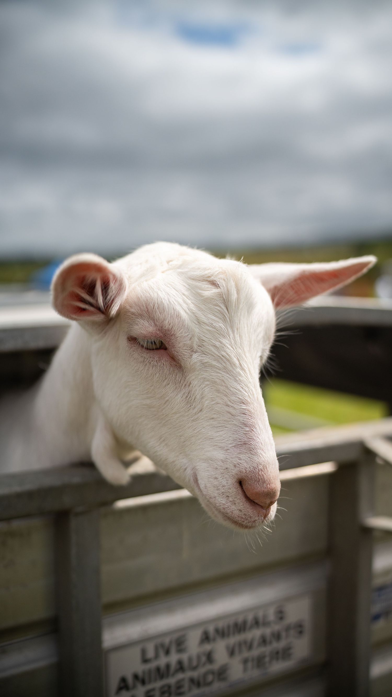 A white baby goat peers over a wooden fence at a live animals exhibit under a cloudy sky.