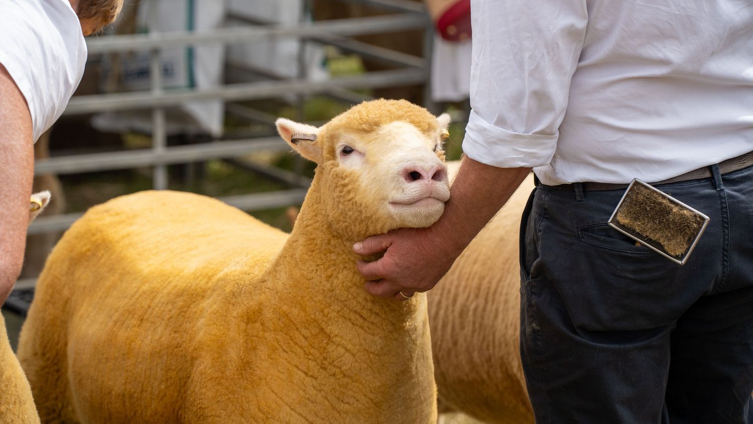 A golden Charollais sheep being handled at an agricultural show, with metal pens visible in the background.