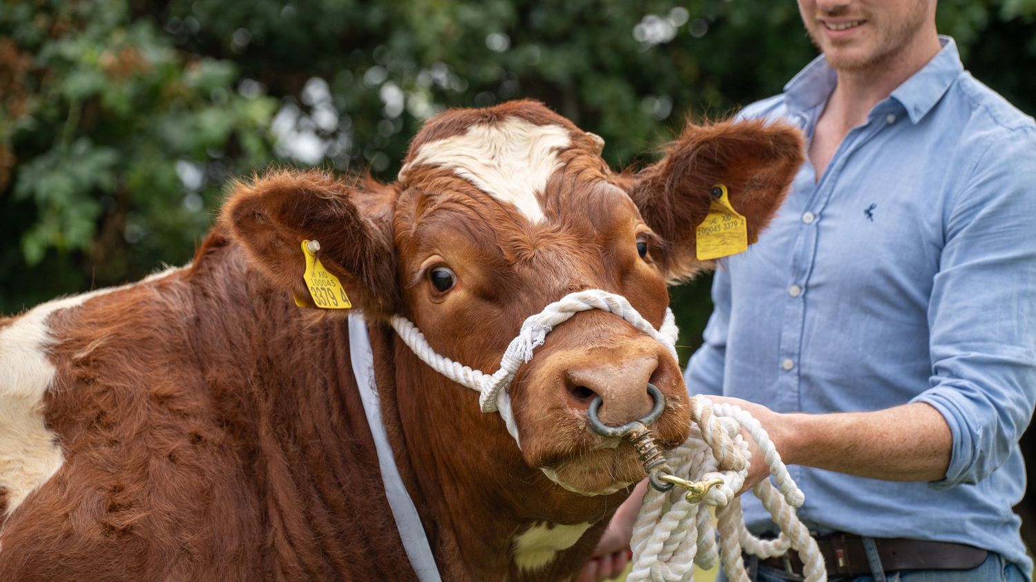 A young man in a blue shirt leads a brown and white cow with a rope halter at an outdoor agricultural show.