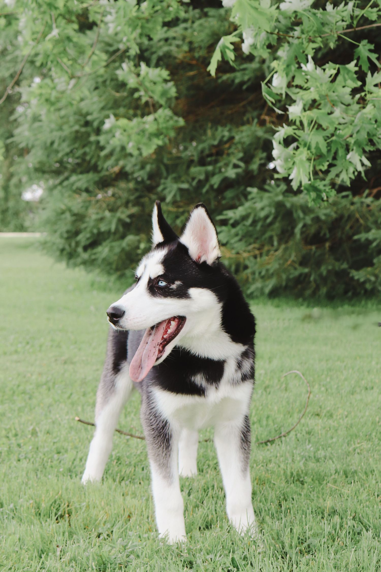 A black and white Husky puppy explores a grassy outdoor area with green bushes in the background.