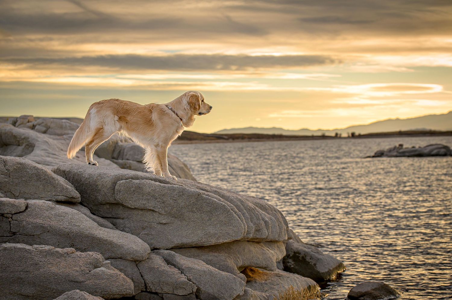 Golden retriever dog stands on coastal rocks against dramatic sunset over water.