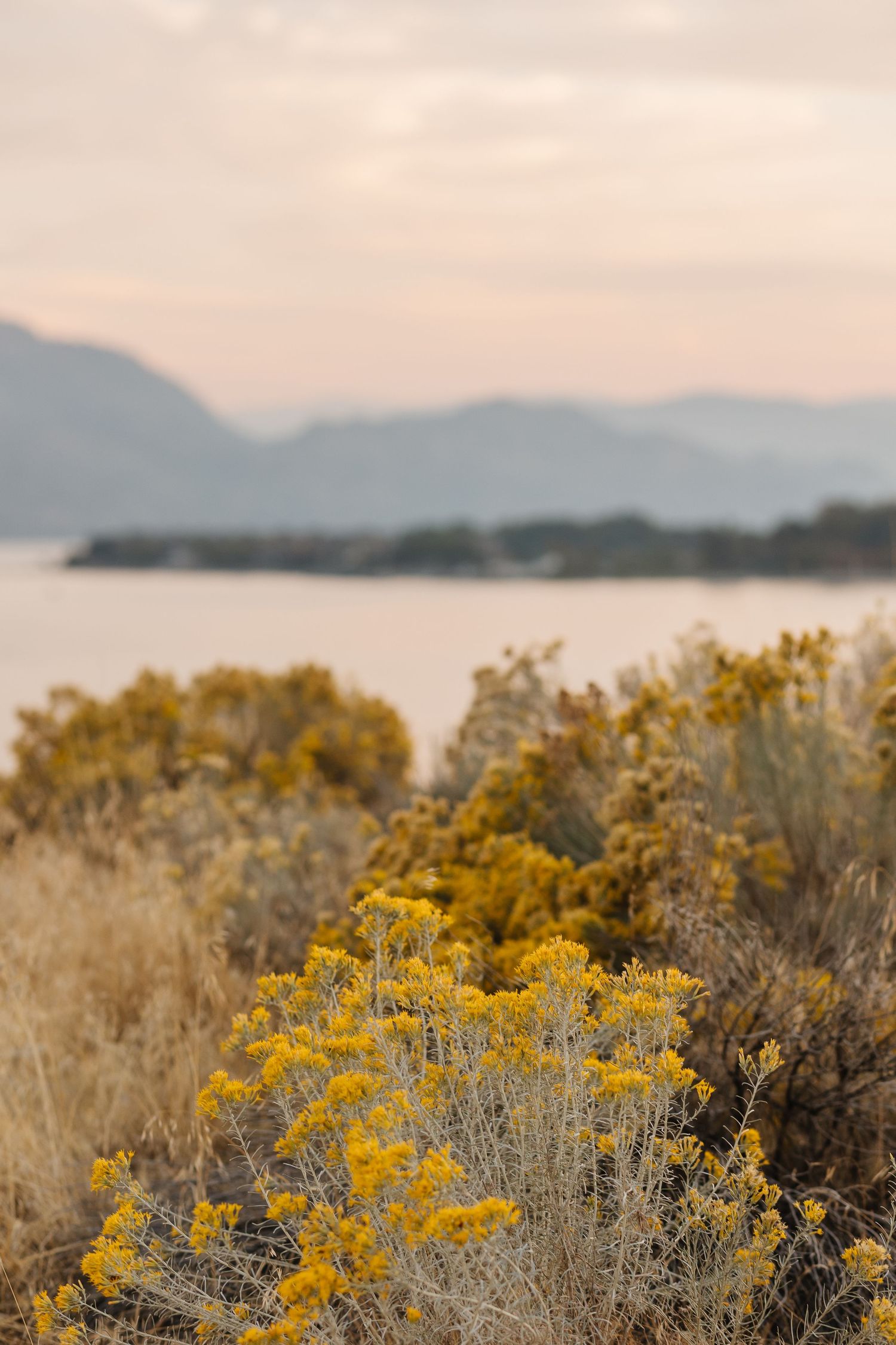 Yellow wildflowers bloom along a coastal hillside with mountains and ocean views in the misty distance.