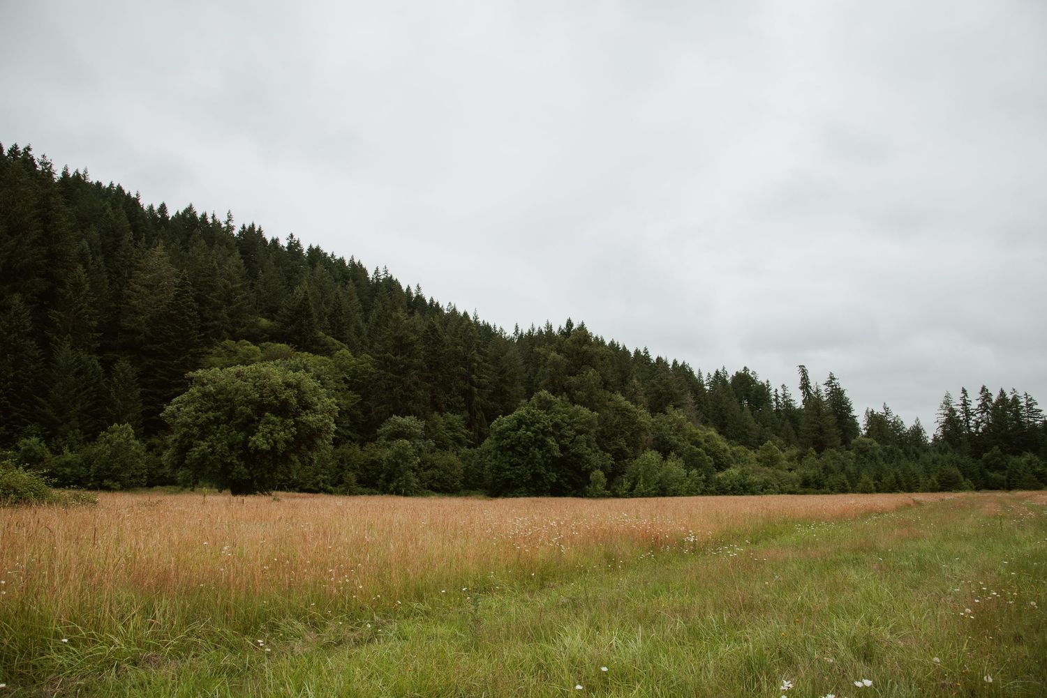 Rolling meadow with tall grass leading to a dense evergreen forest under an overcast sky.