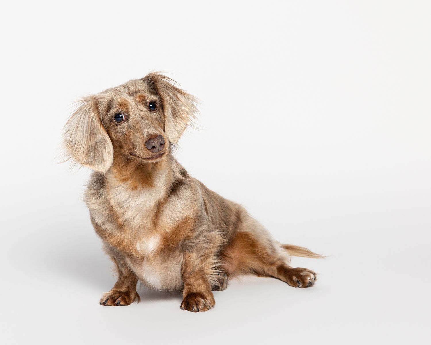 Long-haired dachshund with brown and cream coat sitting against white background tilting head to the side and smiling.
