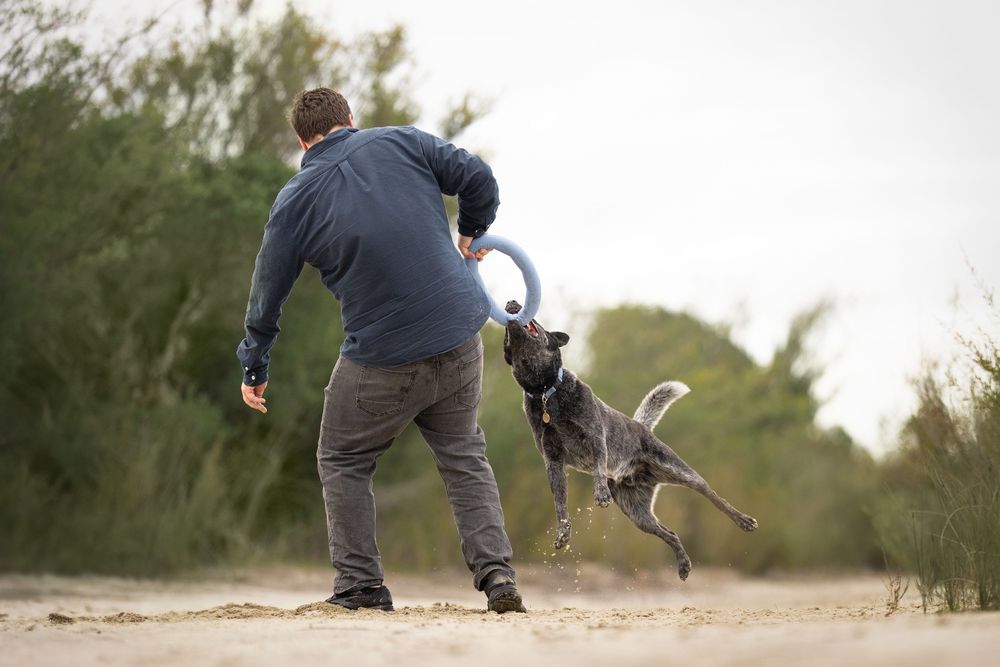 A man playing with his Australian Cattle Dog at a dog photoshoot.