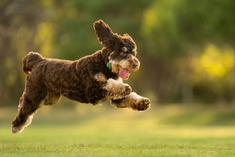 Brown poodle dog leaping and running through a grassy field in sequence motion photography.