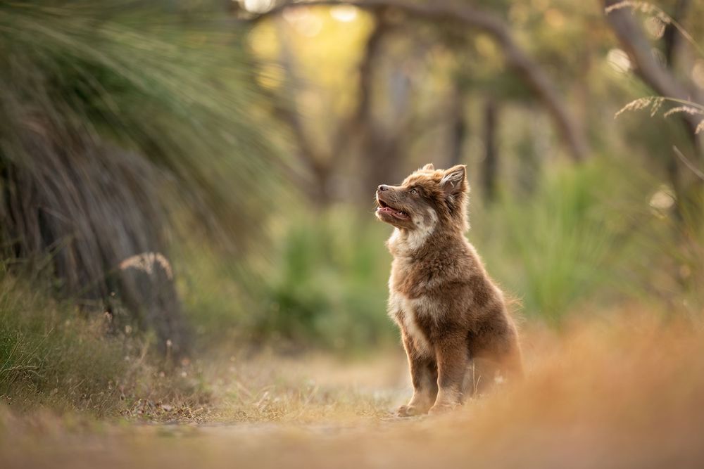 A brown Finnish Lapphund dog sits joyfully on a sunlit path at Warwick Bushland with blurred natural background.
