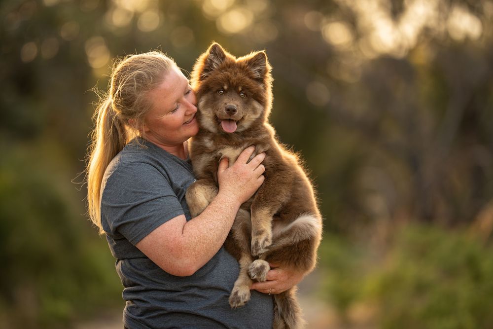 A person holds and kisses a fluffy brown Finnish Lapphund puppy outdoors during golden hour lighting.