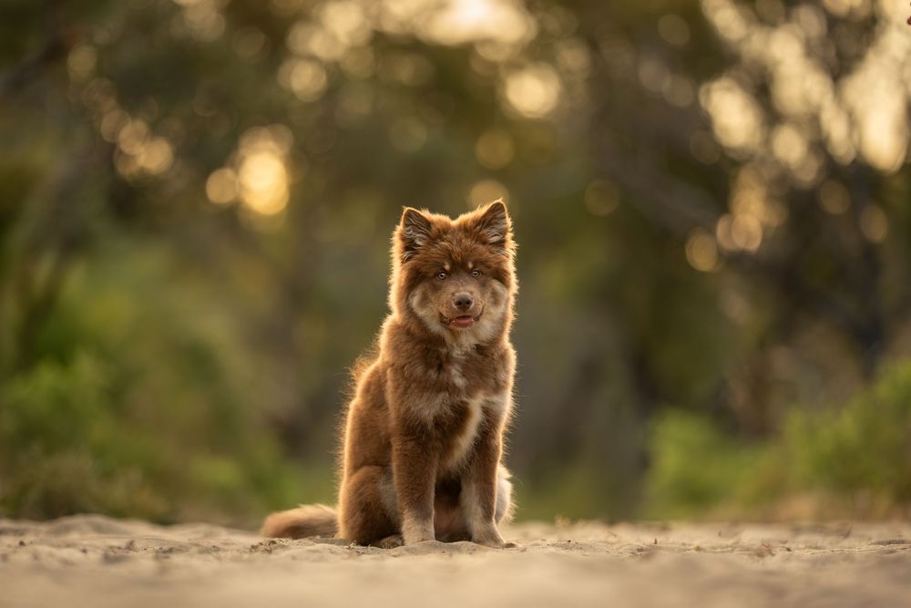 A fluffy brown Finnish Lapphund puppy sits on a sandy path during golden hour with soft bokeh lighting in the background.
