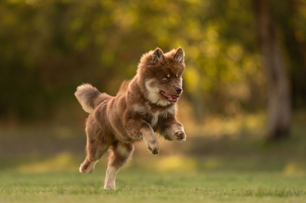 Brown Finnish Lapphund dog leaping joyfully through the air in a sunlit grassy field.