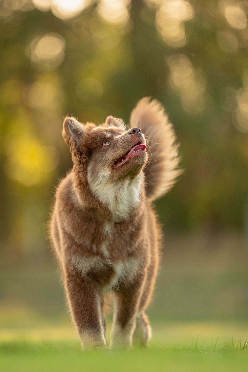 Brown Finnish Lapphund dog walking in sunlit grass with tail wagging and mouth open in joyful expression in Perth bushland
