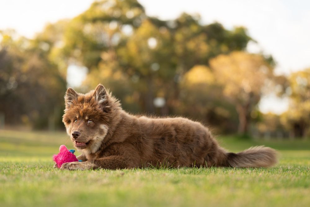 A brown dog lies in a grassy field with autumn trees in the background and a pink toy nearby.