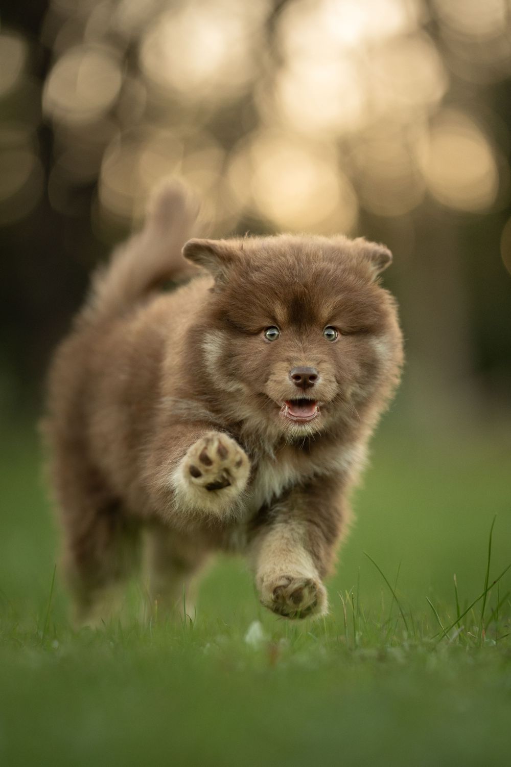 A playful brown Finnish Lapphund puppy frolics and jumps through grass with a happy expression.