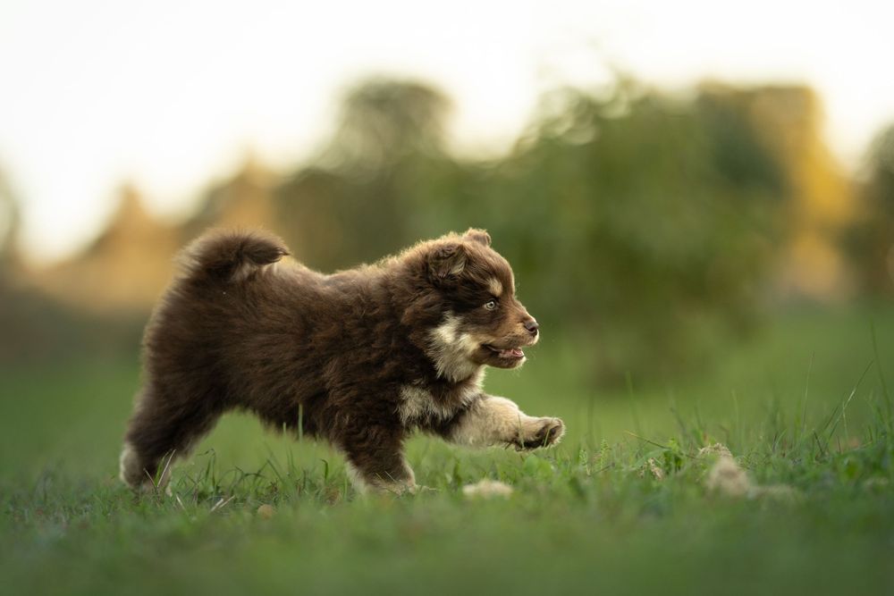 A playful dark brown Finnish Lapphund puppy frolics and jumps through grass with a happy expression.