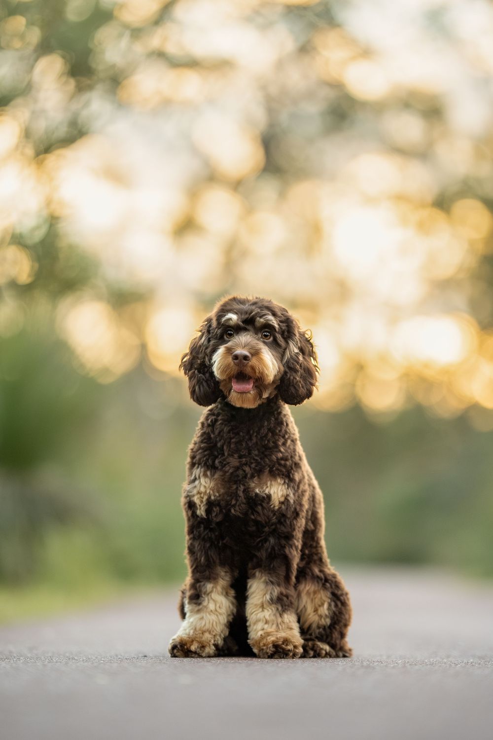 A cute brown cockapoo puppy sits on a path with soft bokeh lighting in the background.