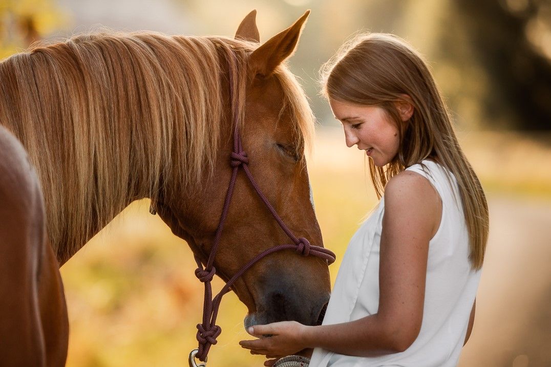 Photographe chevaux extérieur Belgique