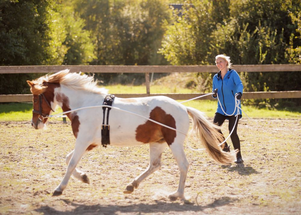 Zakelijke paardenfotografie Twente - LivHoomansPhotography