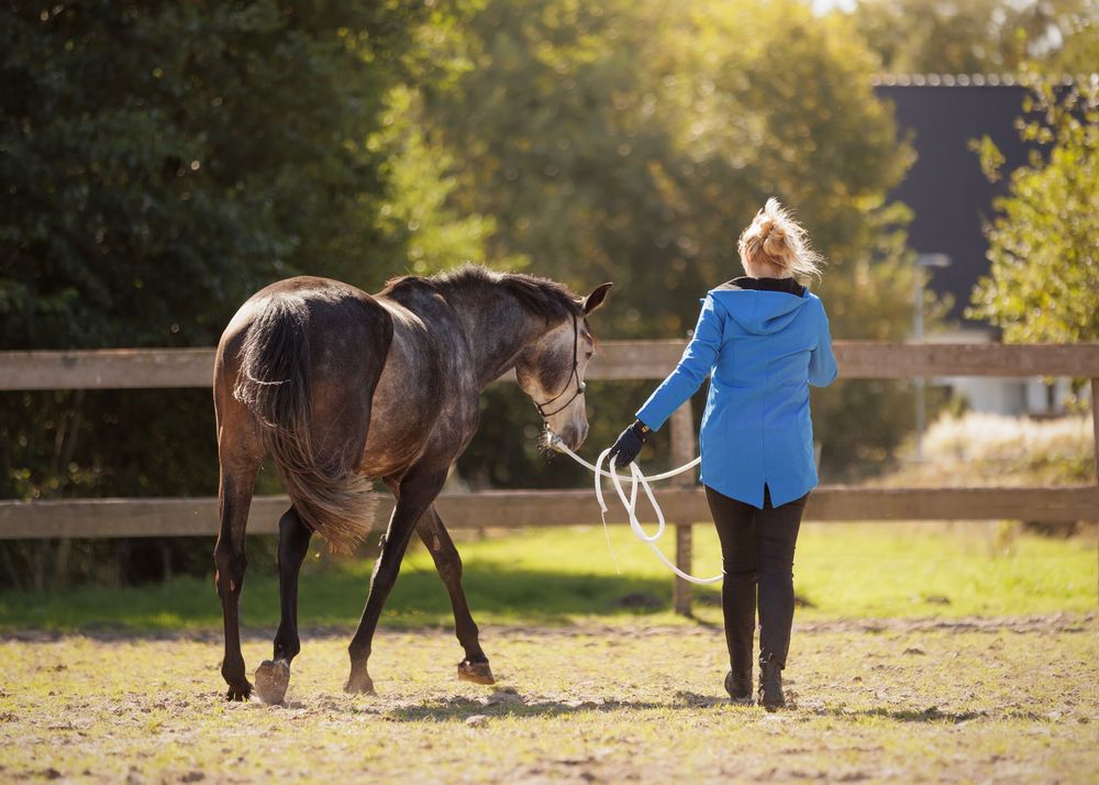 Zakelijke paardenfotografie Twente - LivHoomansPhotography