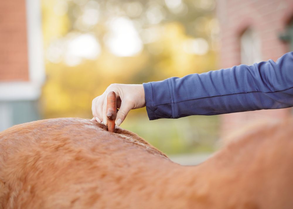 Zakelijke paardenfotografie Twente - LivHoomansPhotography