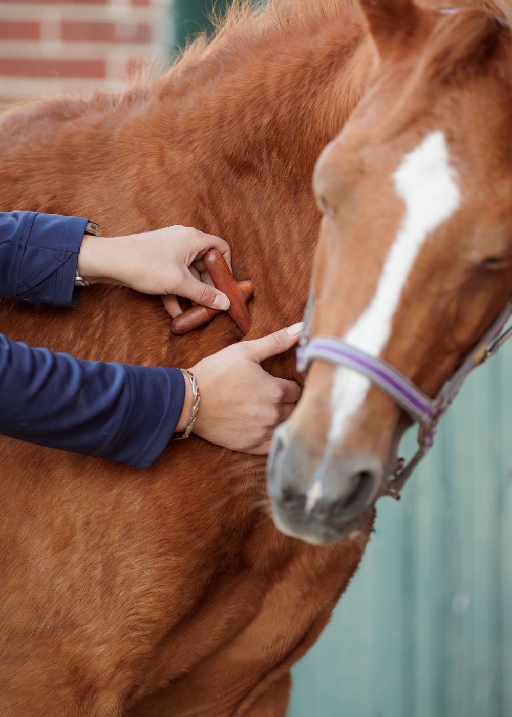 Zakelijke paardenfotografie Twente - LivHoomansPhotography
