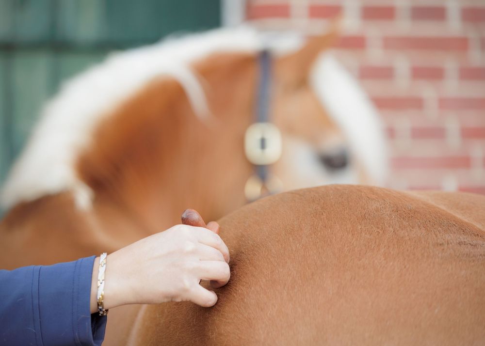 Zakelijke paardenfotografie Twente - LivHoomansPhotography