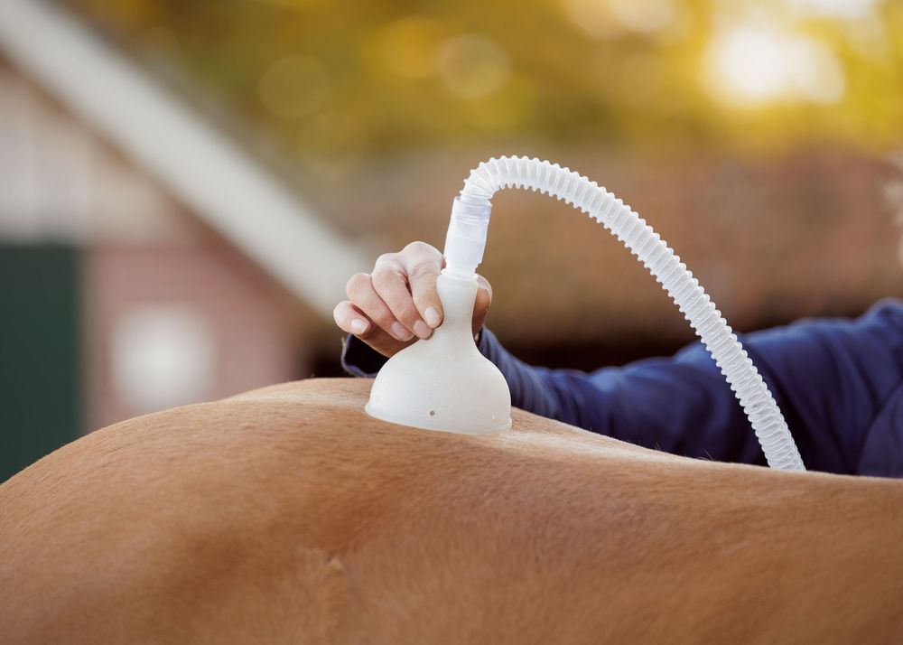Zakelijke paardenfotografie Twente - LivHoomansPhotography
