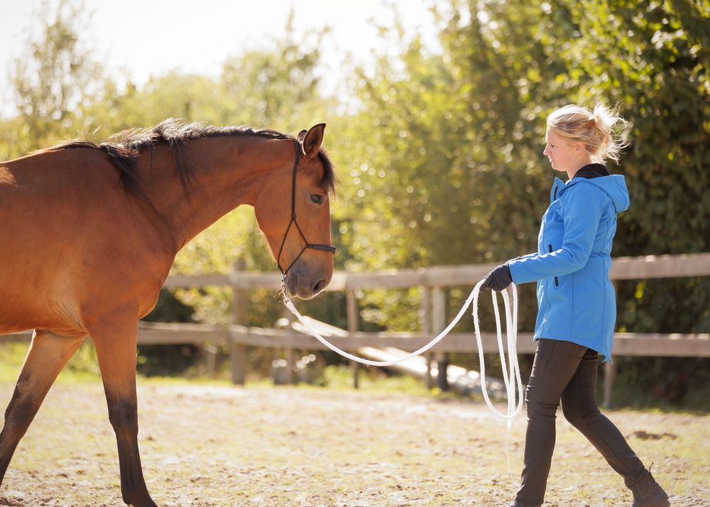 Zakelijke paardenfotografie Twente - LivHoomansPhotography