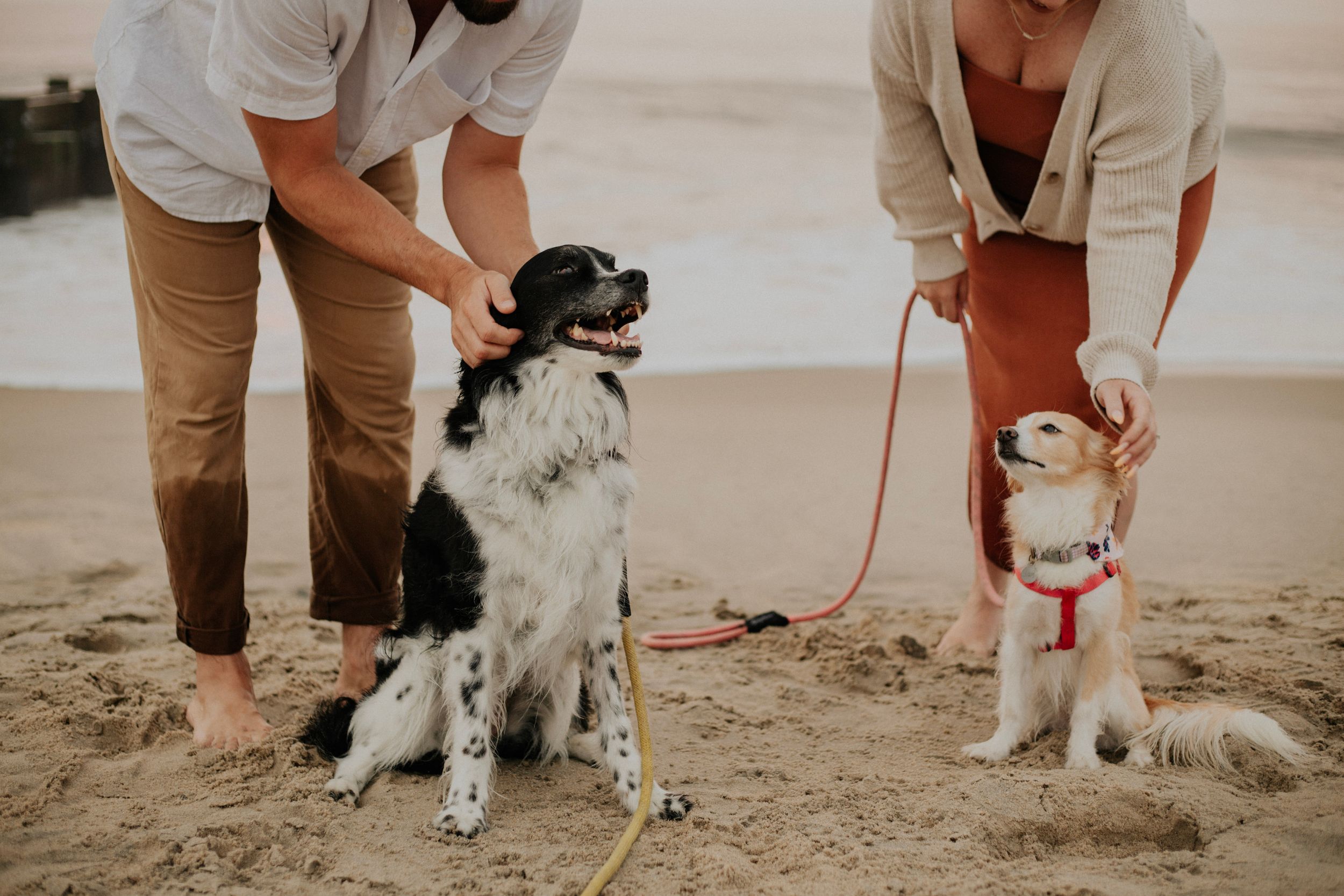 Two people with their dogs on a sandy beach, one black and white dog and one small golden dog on a leash.