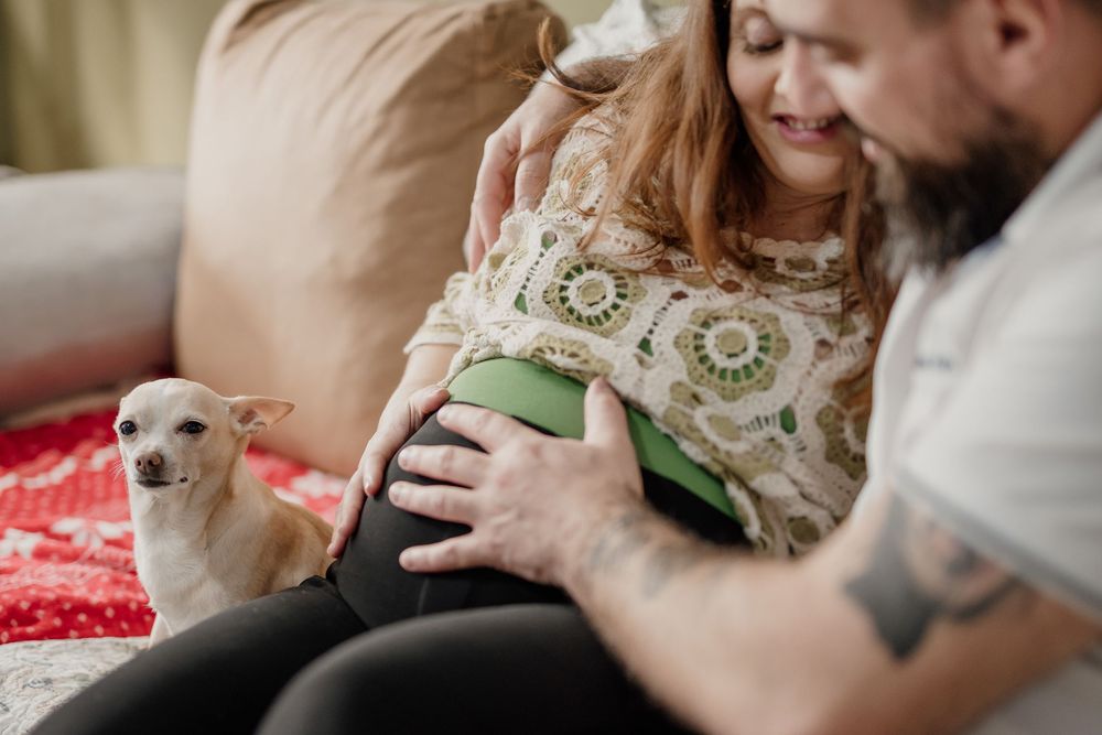 A small chihuahua puppy being held and petted in someone's arms during a cozy indoor photoshoot.
